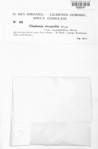 Cladonia strepsilis image
